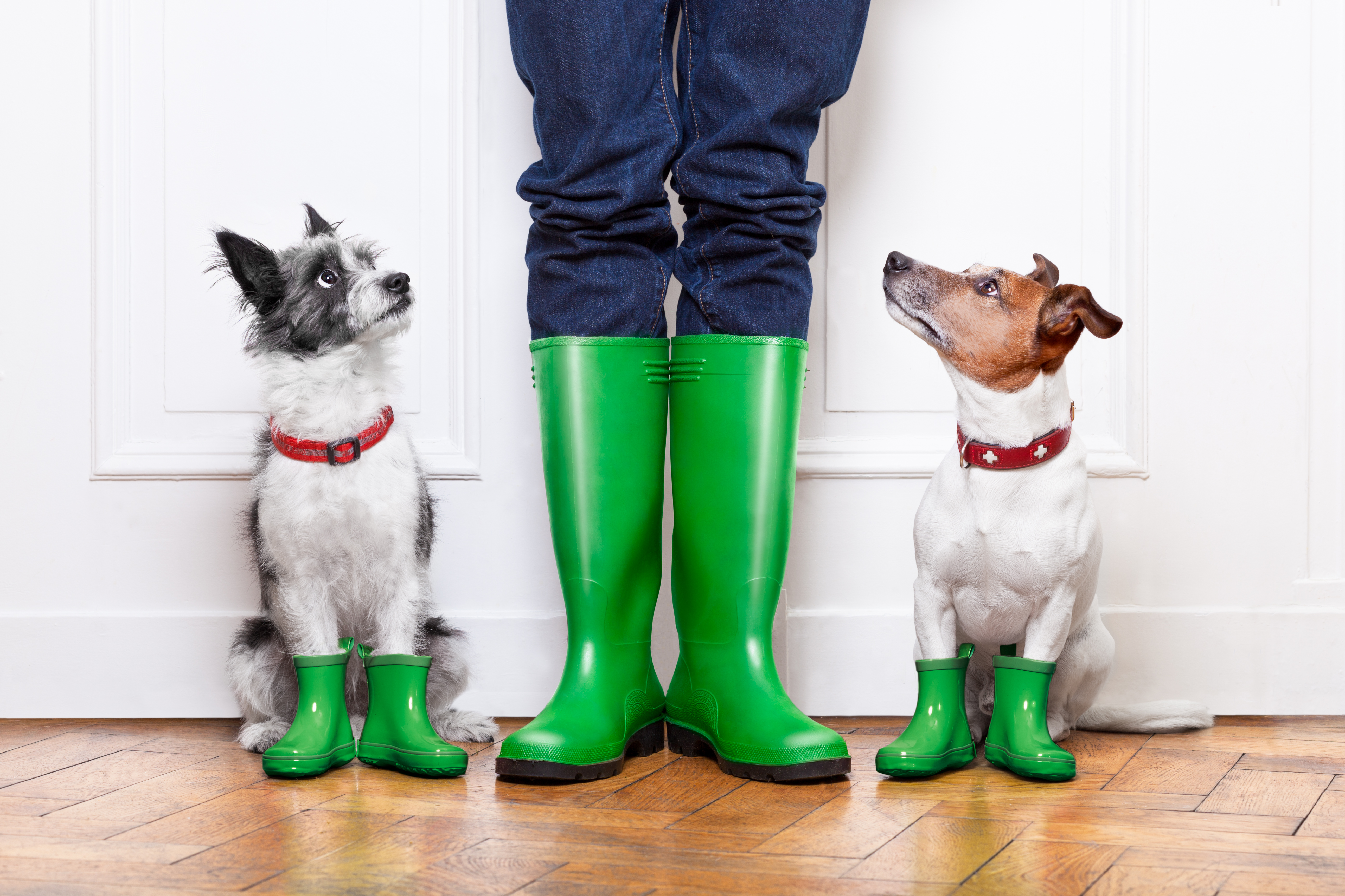 two dogs and owner